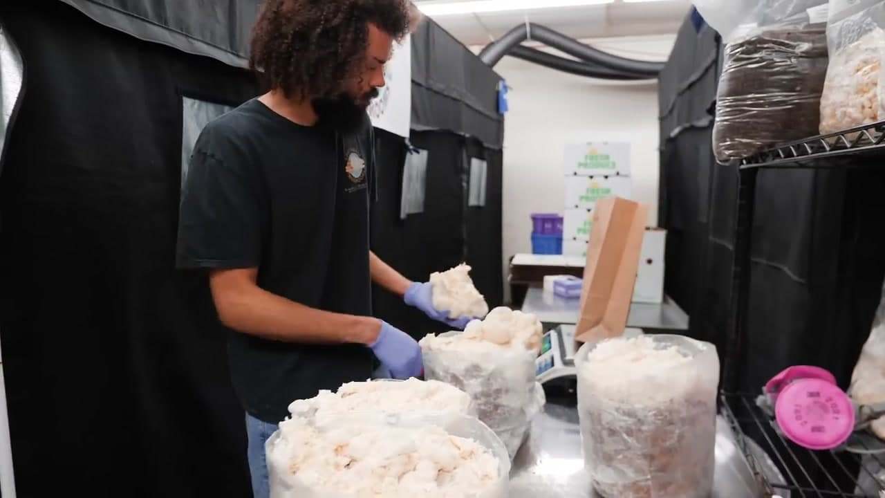 Michael Crowe with Lion's Mane mushrooms