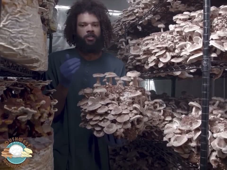 Michael Crowe harvesting mushrooms